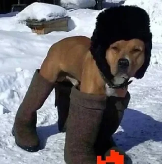 🥴
