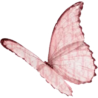 🦋