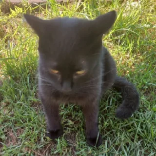 😠
