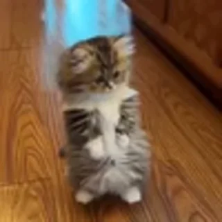 🐈‍⬛