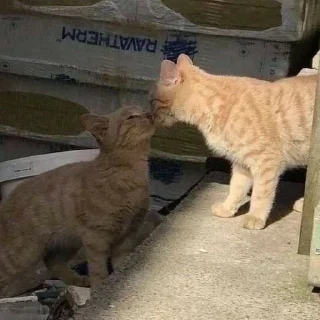 💗