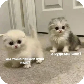 🐾