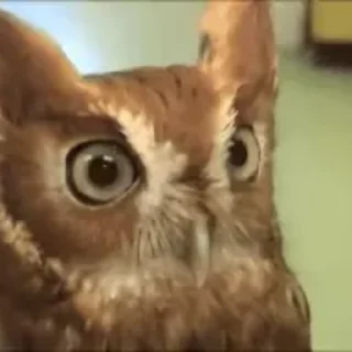 🦉
