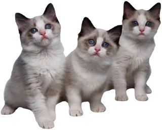 cute kitty*:.｡. .｡.:*･゜ﾟ･* :: @fStikBot
