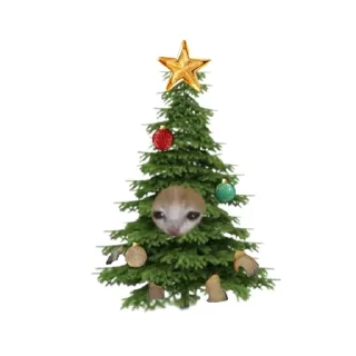 🐱
