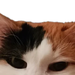 🥸