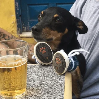 🐶