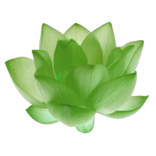 🌿
