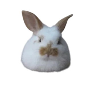 🐱