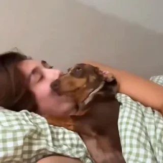 🐩