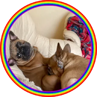 🏳️‍🌈
