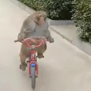 🚴‍♂️