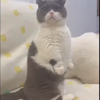 🤩
