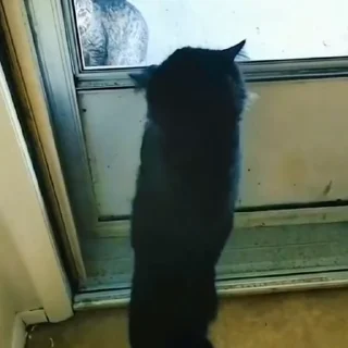 🐈‍⬛️