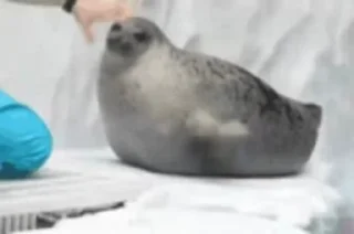 🕊