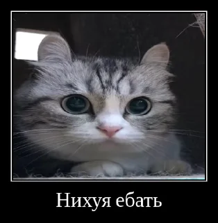 🙀