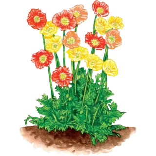 🌱