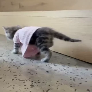 🐈
