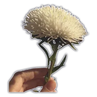 🌼
