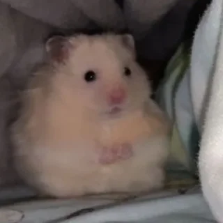 😶