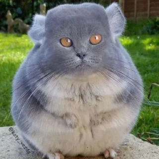 🐀