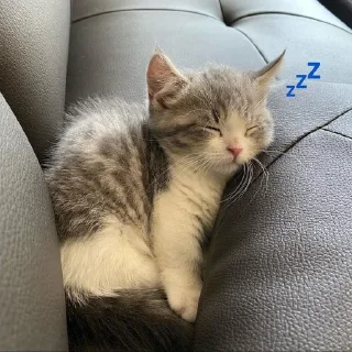💤