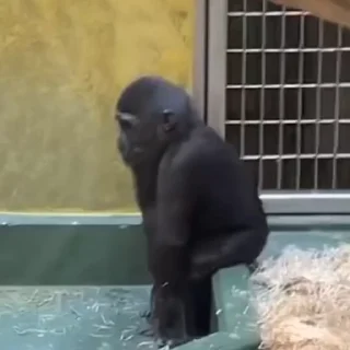 💃