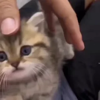 🌟