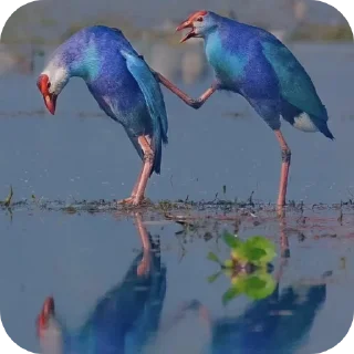 🐦