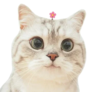 Kucing 🐈 @Anak_kucing_stiker