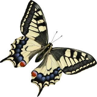 🦋