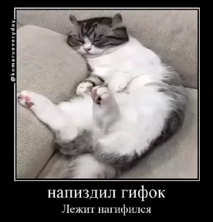 🐱