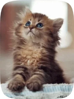 😺