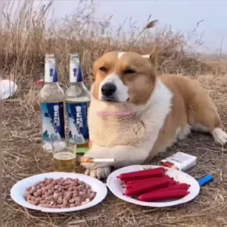 🍱