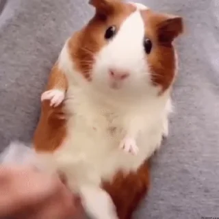 🐹