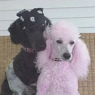 🐶