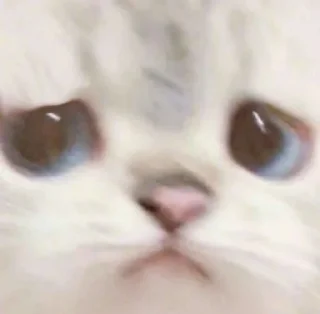 (^˵◕ω◕˵^) :: @fStikBot