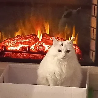 коты и мемы @victimofanxiety