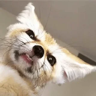 😡
