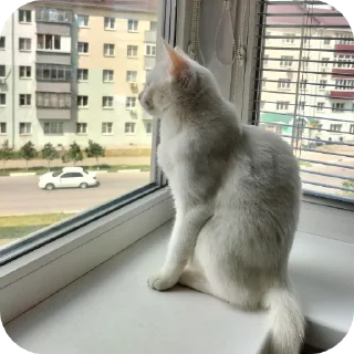 🐱