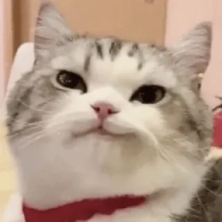 😼