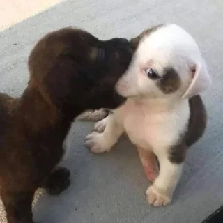 🐶