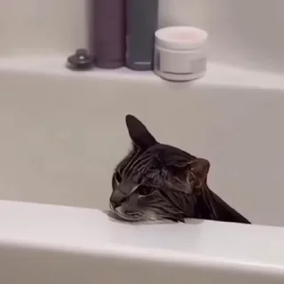 🤩
