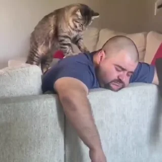 🐈