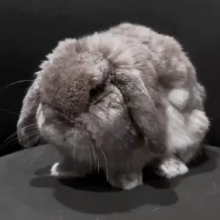🐇