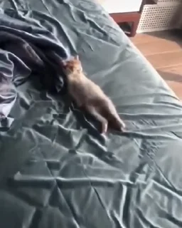 😴