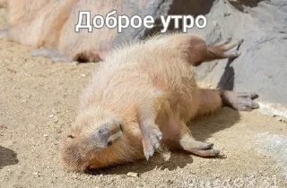 😴