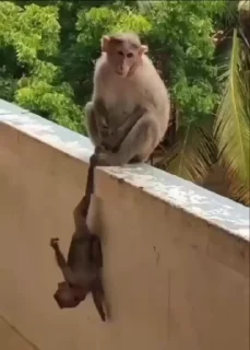 🙈