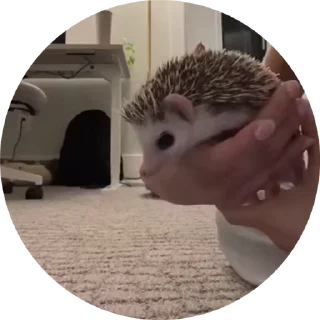 🦔