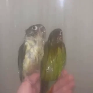 🤩